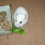 ブロッコリーを食べるアイ