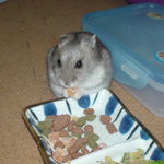 乾燥パパイヤを食べるコーキ