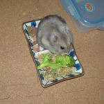 ブロッコリーを食べるコーキ