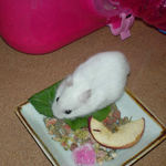 小松菜を食べるアイ