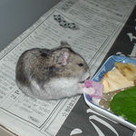 カンテンゼリーを食べるユウキ