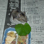 小松菜を食べるユウキ