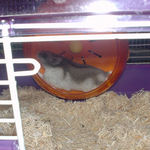 回し車を回すコーキ