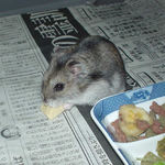 高野豆腐を食べるユウキ