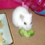 ブロッコリーを食べるアイ