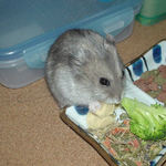 高野豆腐を食べるコーキ