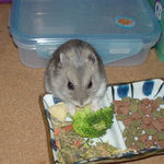 ブロッコリーを食べるコーキ