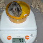 ユウキは体重が減少