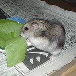 青梗菜を食べるユウキ