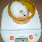 体重は先週と変わらず