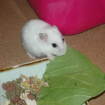 青梗菜を食べるアイ