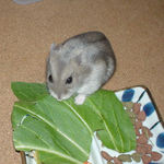 青梗菜を食べるコーキ