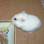 もやしを食べるアイ