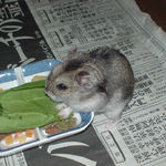 青梗菜を食べるユウキ