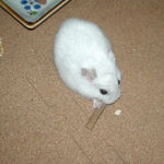 ミートジャーキーを齧るアイ