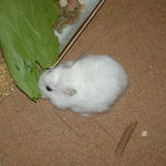 青梗菜を食べるアイ