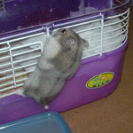 ケージによじ登るコーキ