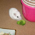 ブロッコリーを食べるアイ