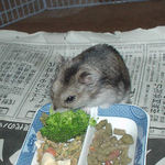 ブロッコリーを食べるユウキ