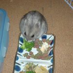 ブロッコリーに食いつくコーキ