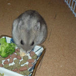 ちびっこクロワッサンを食べるコーキ