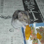 カボチャを食べるユウキ