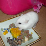 カボチャを食べるアイ