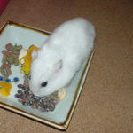 蕎麦の実を取り込むアイ