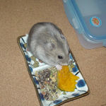 カボチャを食べるコーキ