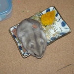 背中にペレットを乗せられてるコーキ