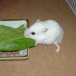 青梗菜を食べるアイ