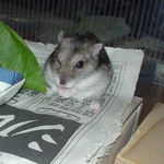 乾燥パパイヤを食べているユウキ