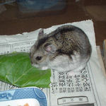 青梗菜を食べるユウキ