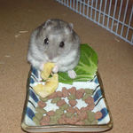 バナナチップに食いついているコーキ