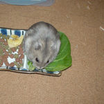 青梗菜を食べるコーキ