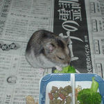 ブロッコリーに齧りつくユウキ