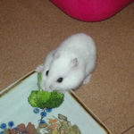 ブロッコリーを食べるアイ