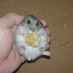 粟の穂で腹出し食いのコーキ