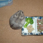 ブロッコリー食べてたけど