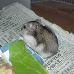 青梗菜を食べるユウキ