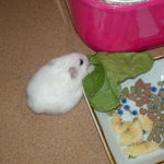 青梗菜を食べるアイ