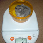 コーキは体重増加です