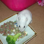 チーズを取り込むアイ