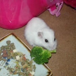 ブロッコリーを食べるアイ