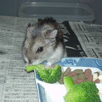 ブロッコリーを食べるユウキ