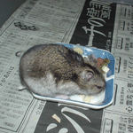 チーズを取り込むユウキ