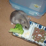 チーズを取り込むコーキ