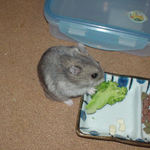 ブロッコリーに食いつくコーキ