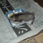 エサ皿を探してるユウキ