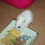 りんごチップを食べるアイ